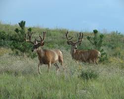 Bell Mountain Ranch Castle Rock CO Subdivisions