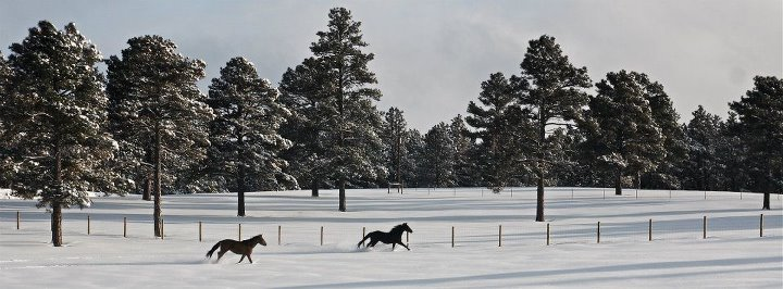 Pure joy! These horses are doing what they were born to do! Snowing? Lets go for a run anyway!