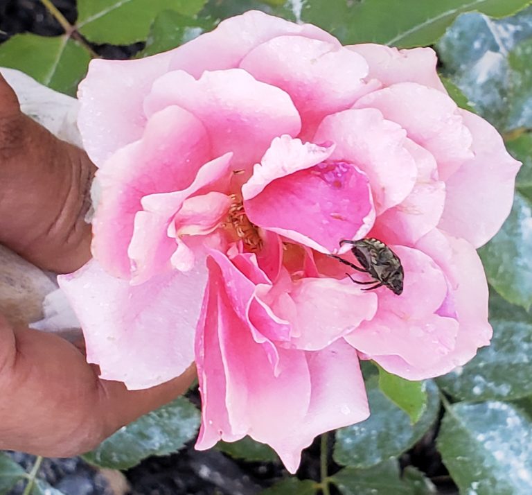 home remedies for japanese beetles on roses