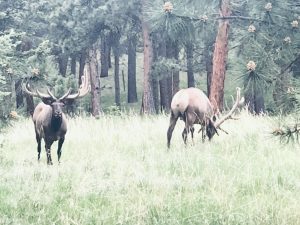 Elk Hunting Ranch in Colorado 