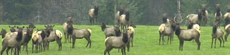 Elk in Summit County CO Elk in Summit County CO